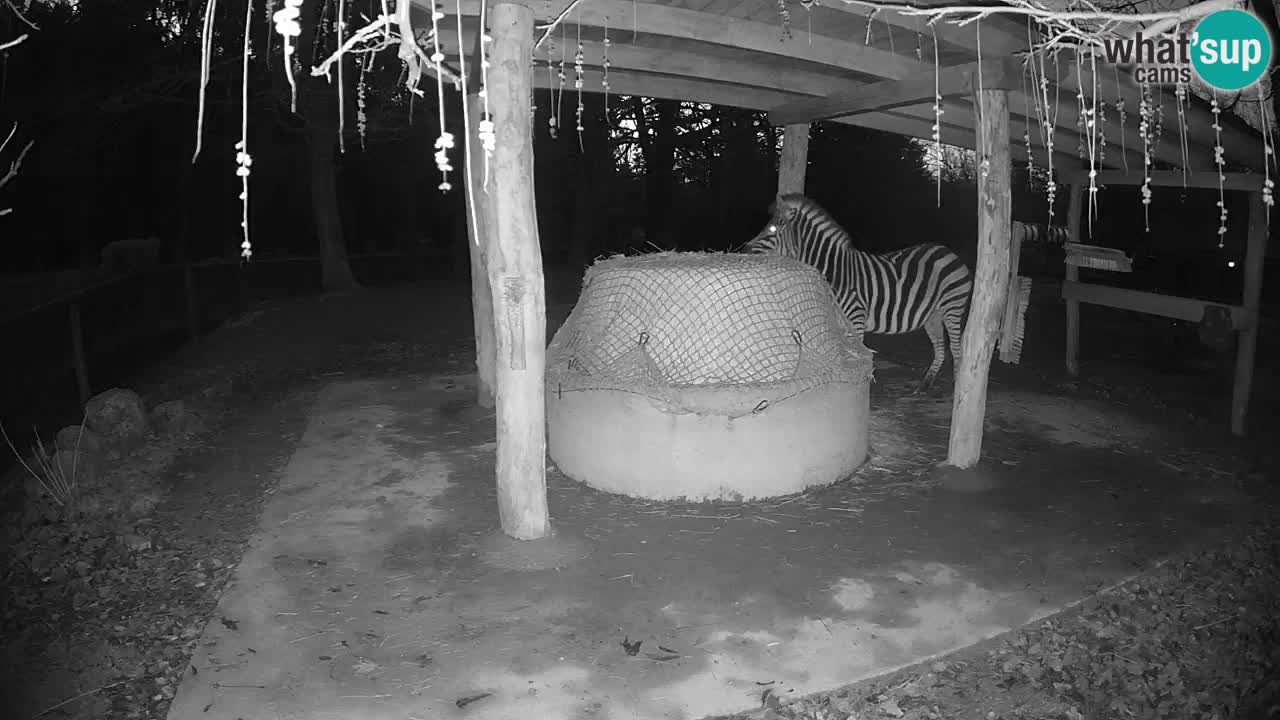 Live Webcam Zebras in Ljubljana ZOO – Slowenien