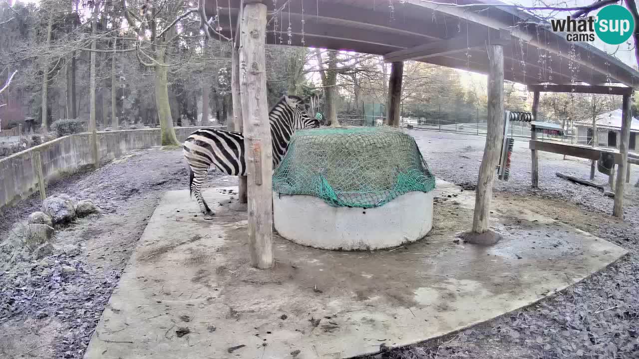 Le Zebre nello ZOO di Ljubljana – Slovenia Live webcam