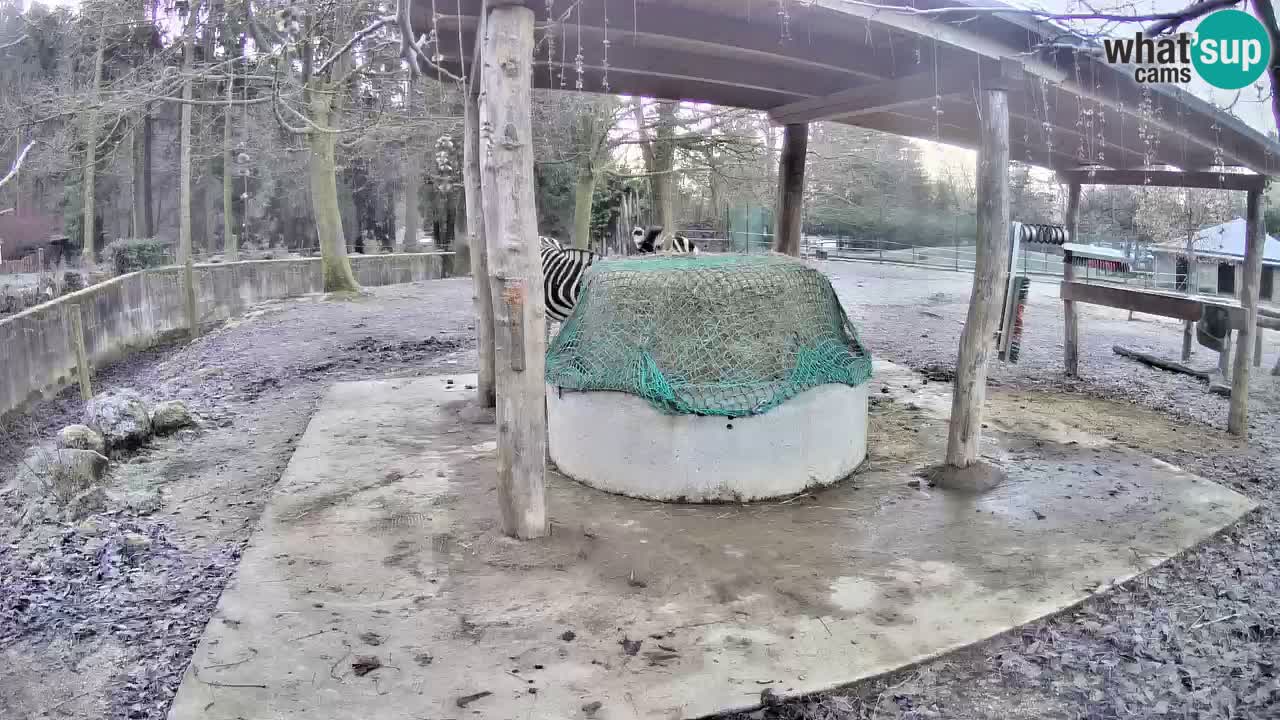 Le Zebre nello ZOO di Ljubljana – Slovenia Live webcam