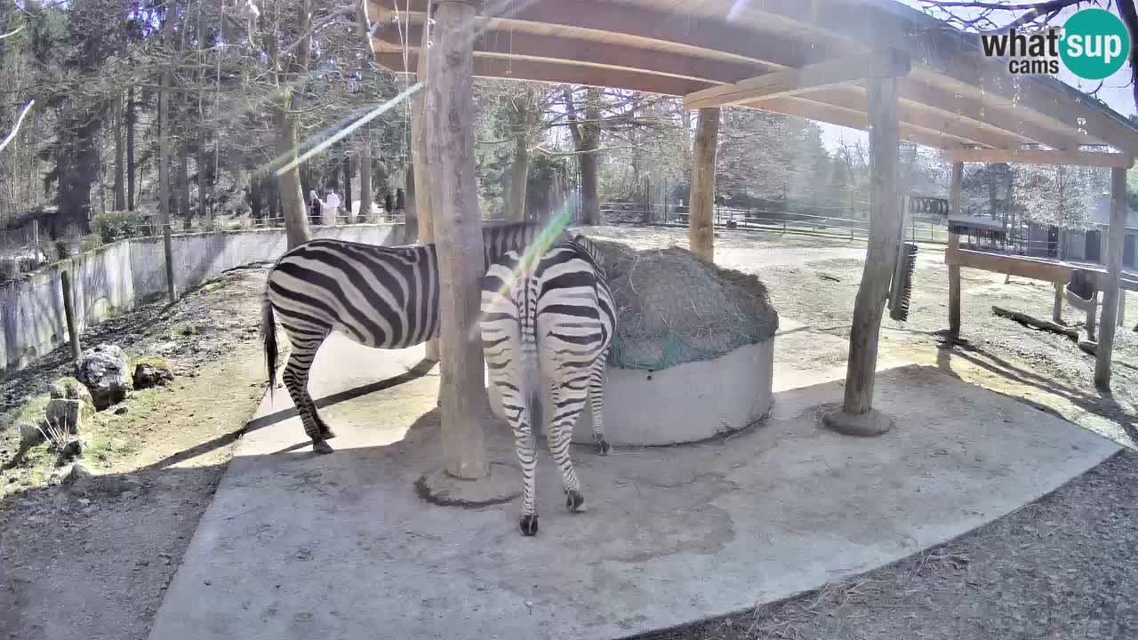 Zebre v živo v živalskem vrtu Ljubljana ZOO spletne kamere