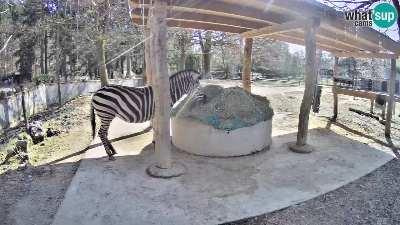 Live webcam Les zèbres in Ljubljana ZOO – Slovénie