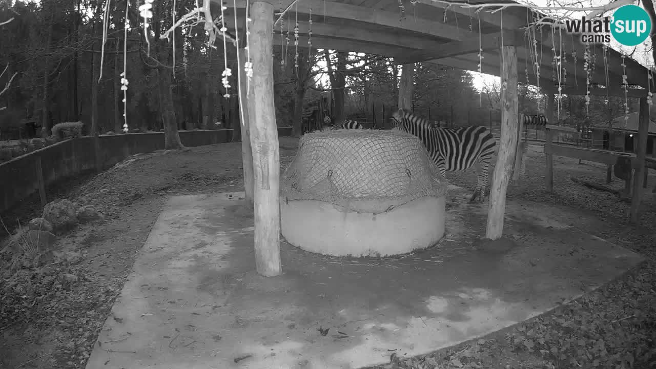 Live webcam Les zèbres in Ljubljana ZOO – Slovénie