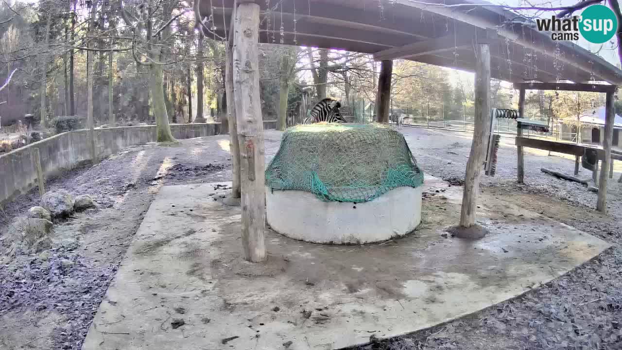 Camera en vivo Cebras in Ljubljana ZOO – Eslovenia