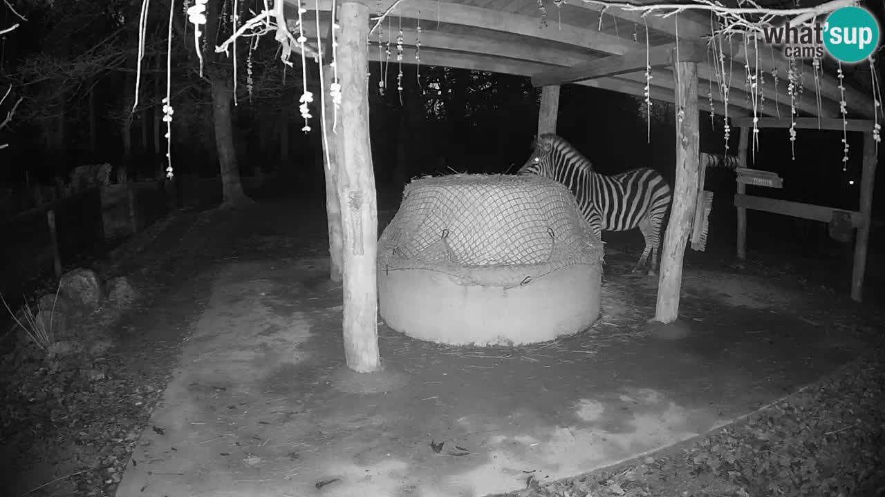 Live webcam Les zèbres in Ljubljana ZOO – Slovénie