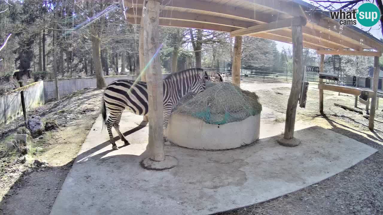 Zebre v živo v živalskem vrtu Ljubljana ZOO spletne kamere