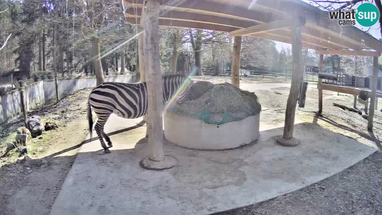 Live Webcam Zebras in Ljubljana ZOO – Slowenien