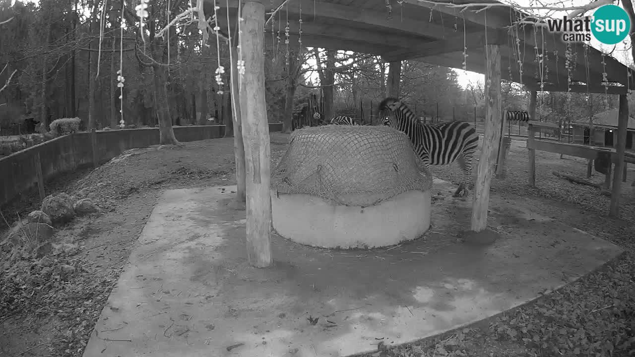 Zebre v živo v živalskem vrtu Ljubljana ZOO spletne kamere