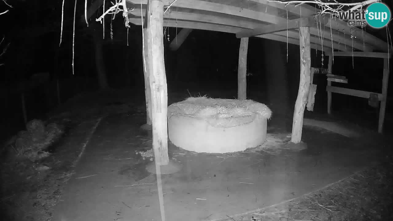 Live webcam Les zèbres in Ljubljana ZOO – Slovénie