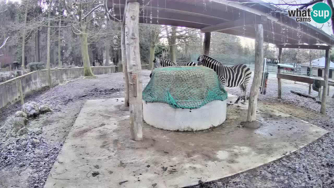 Zebre v živo v živalskem vrtu Ljubljana ZOO spletne kamere