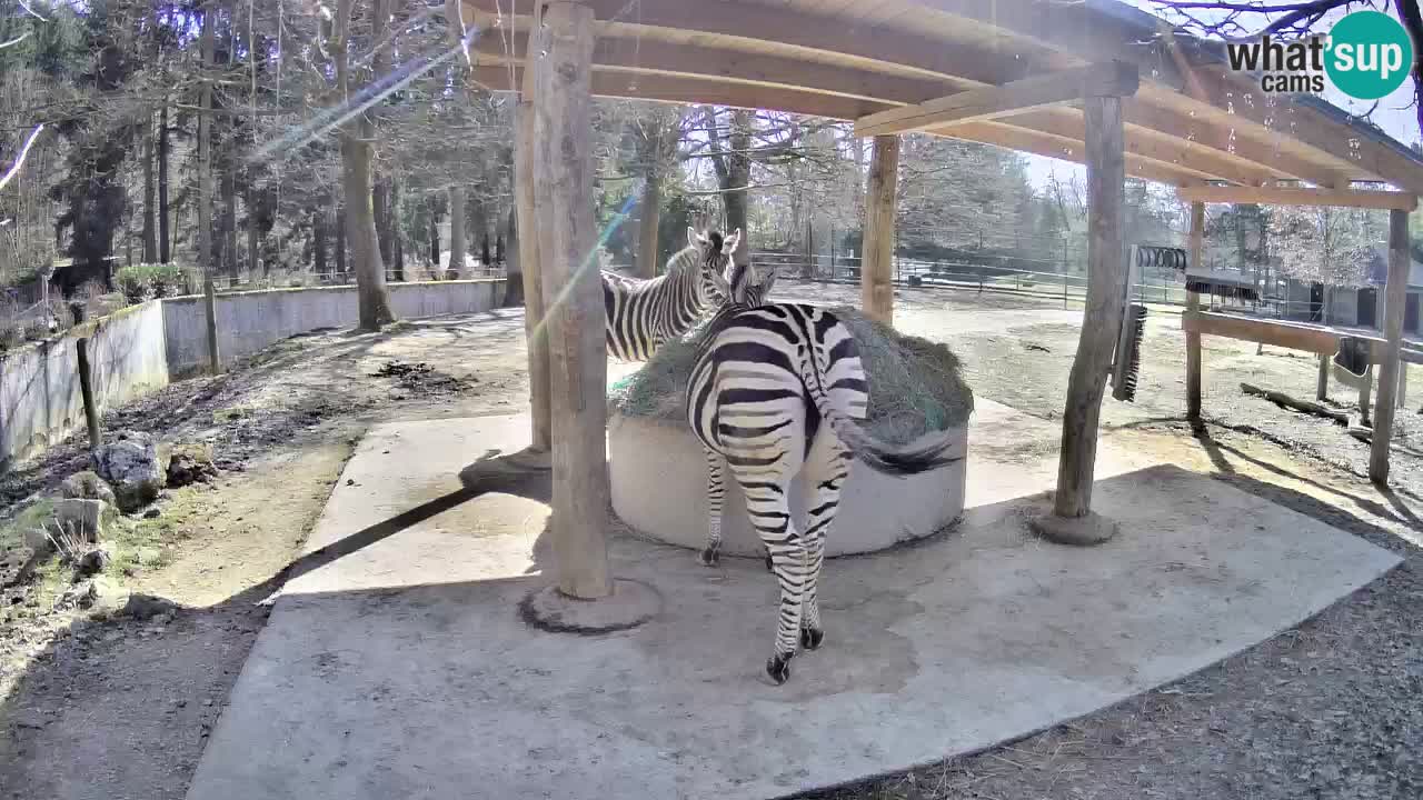 Live webcam Les zèbres in Ljubljana ZOO – Slovénie