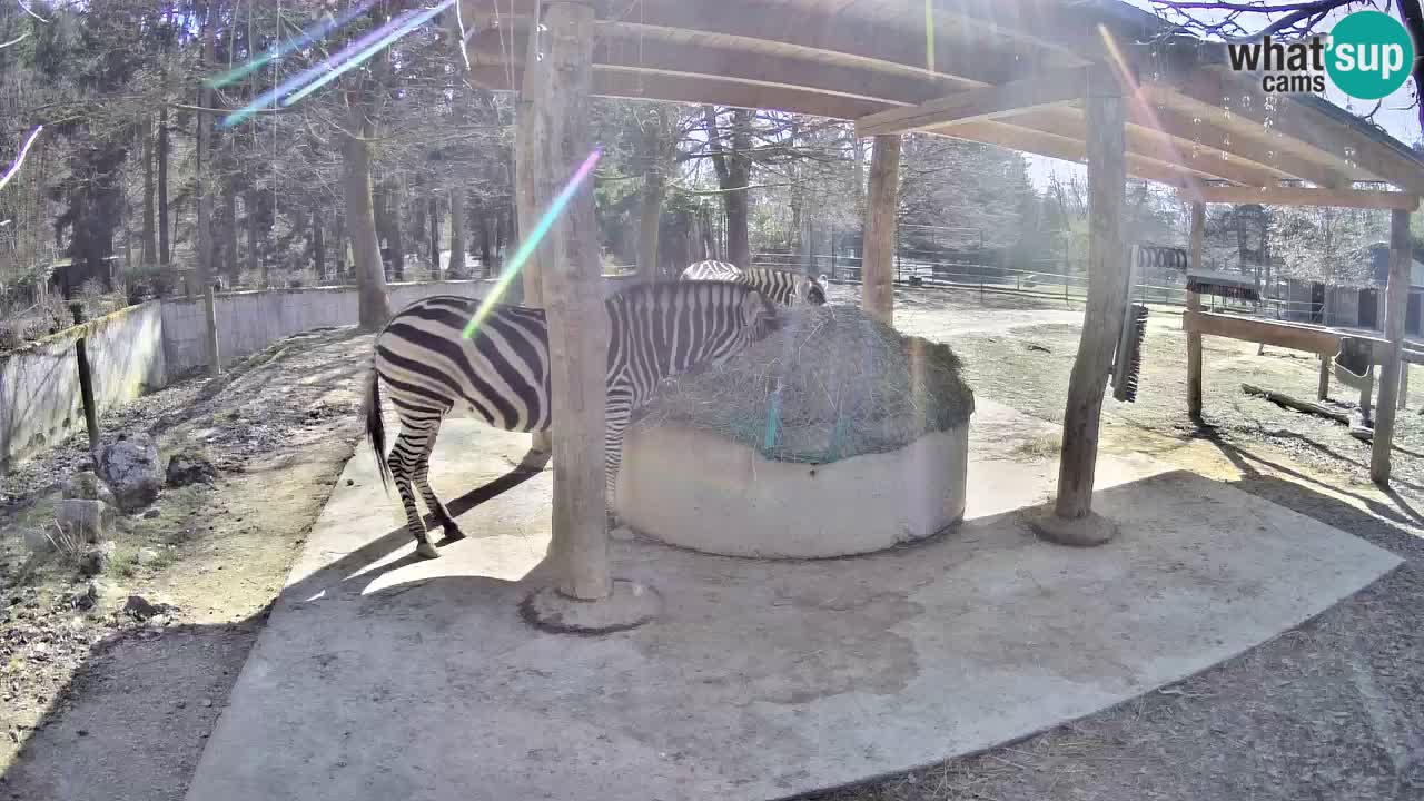 Zebre v živo v živalskem vrtu Ljubljana ZOO spletne kamere