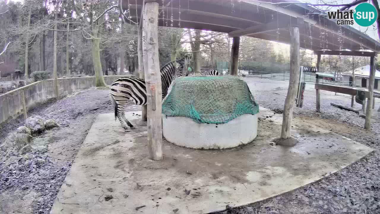 Zebre v živo v živalskem vrtu Ljubljana ZOO spletne kamere