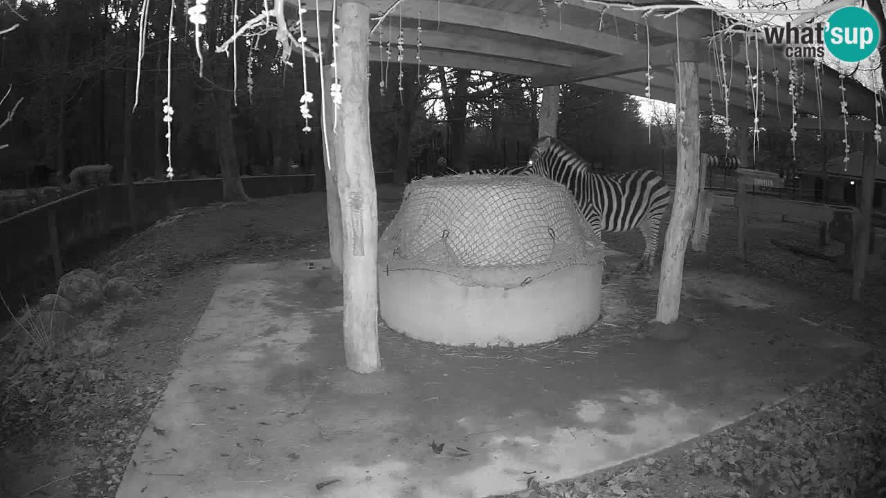 Zebre v živo v živalskem vrtu Ljubljana ZOO spletne kamere