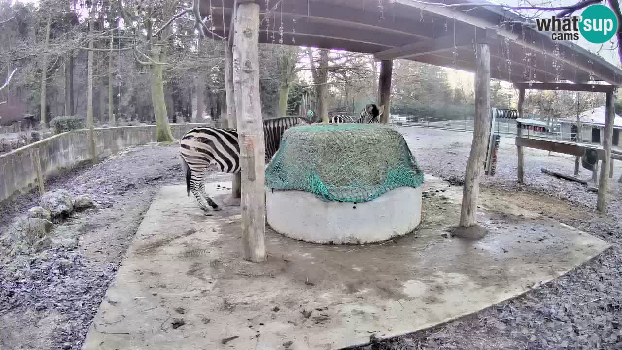 Zebre v živo v živalskem vrtu Ljubljana ZOO spletne kamere