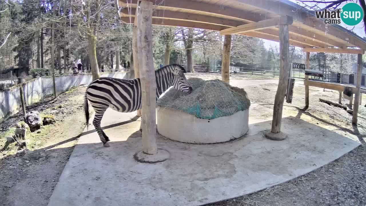 Live webcam Les zèbres in Ljubljana ZOO – Slovénie