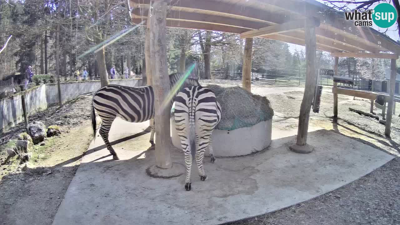 Web kamera uživo Zebras u ZOO Ljubljana – Slovenija