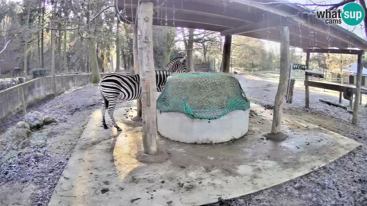 Web kamera uživo Zebras u ZOO Ljubljana – Slovenija