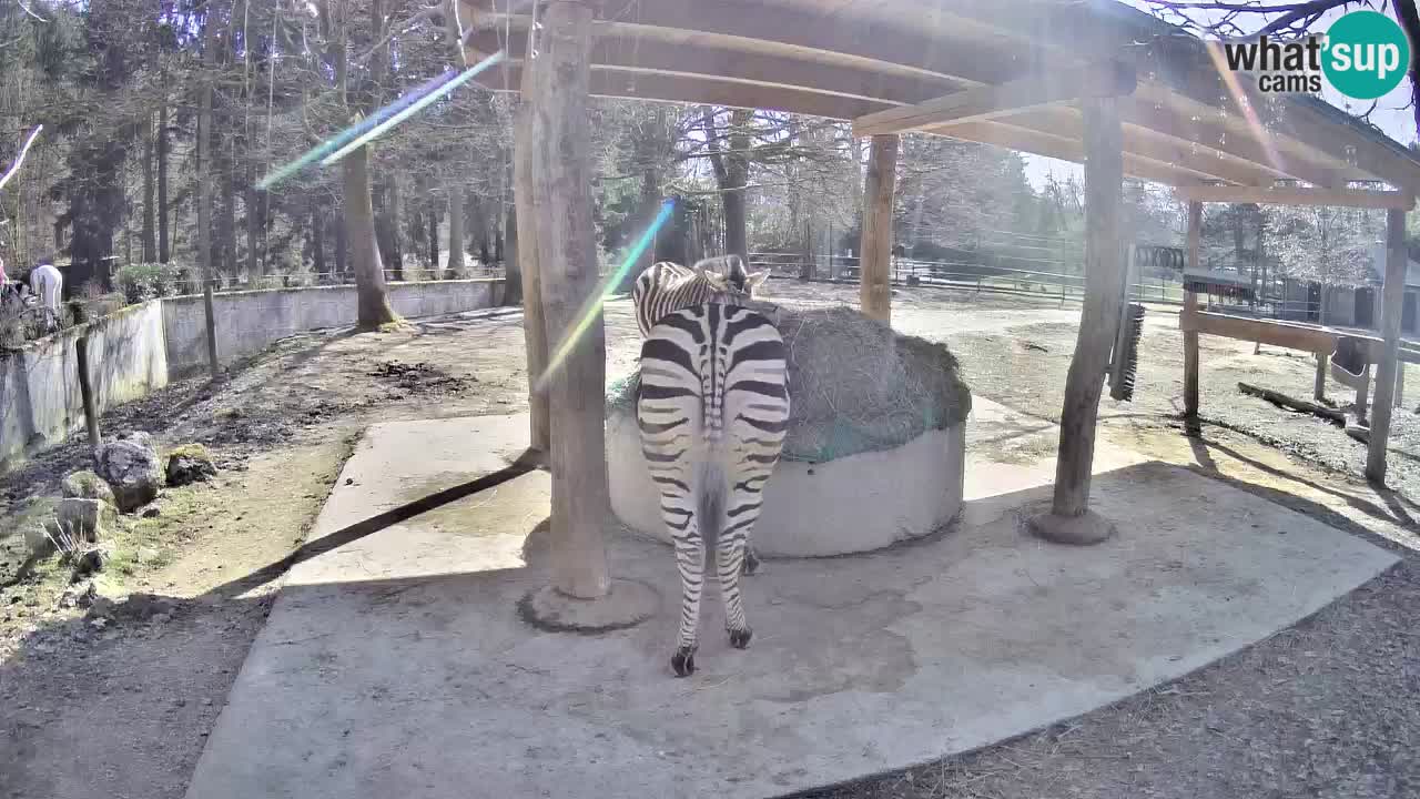 Camera en vivo Cebras in Ljubljana ZOO – Eslovenia