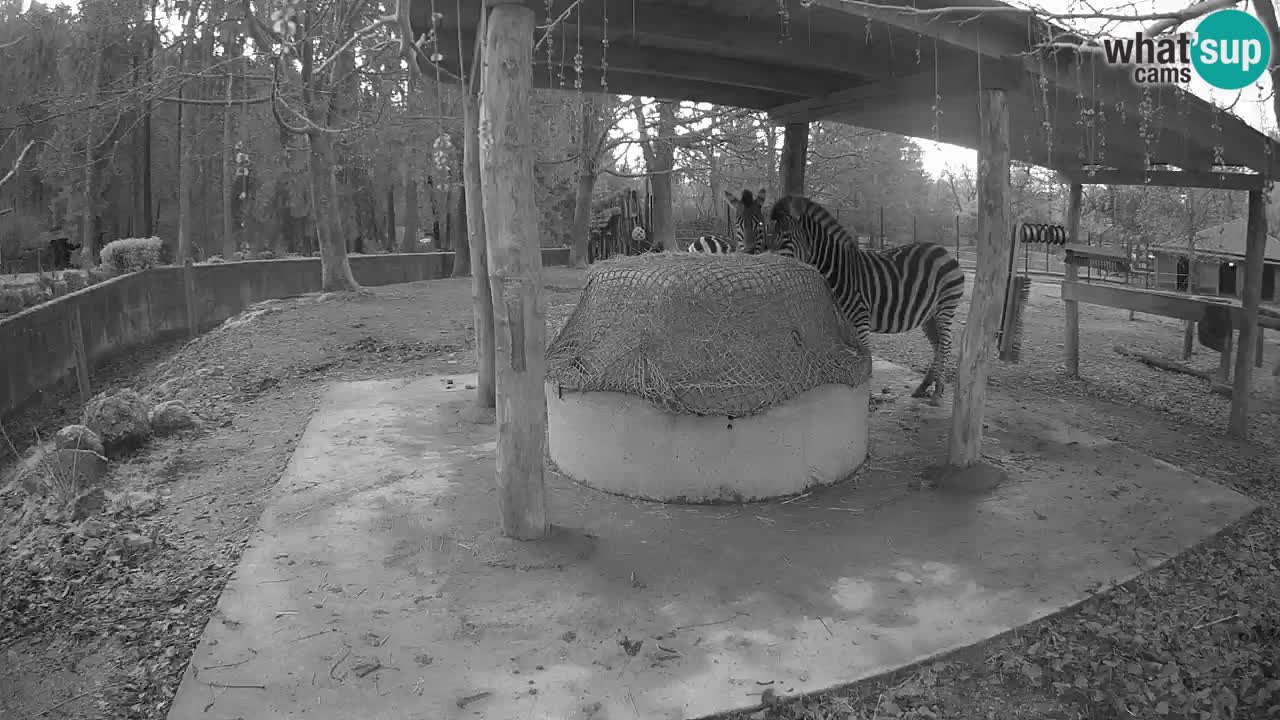 Live Webcam Zebras in Ljubljana ZOO – Slowenien