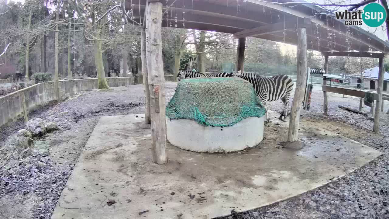 Live Webcam Zebras in Ljubljana ZOO – Slowenien