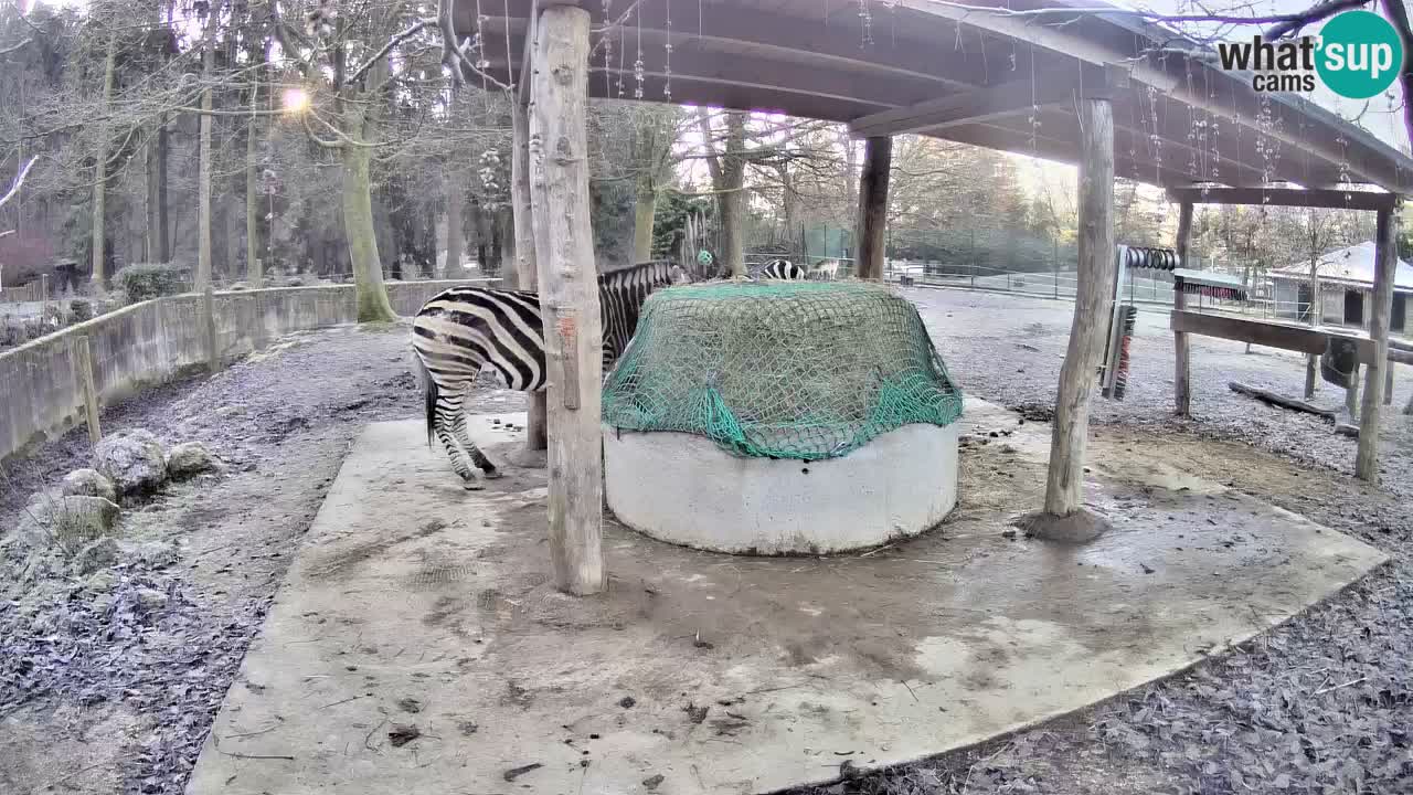 Zebre v živo v živalskem vrtu Ljubljana ZOO spletne kamere