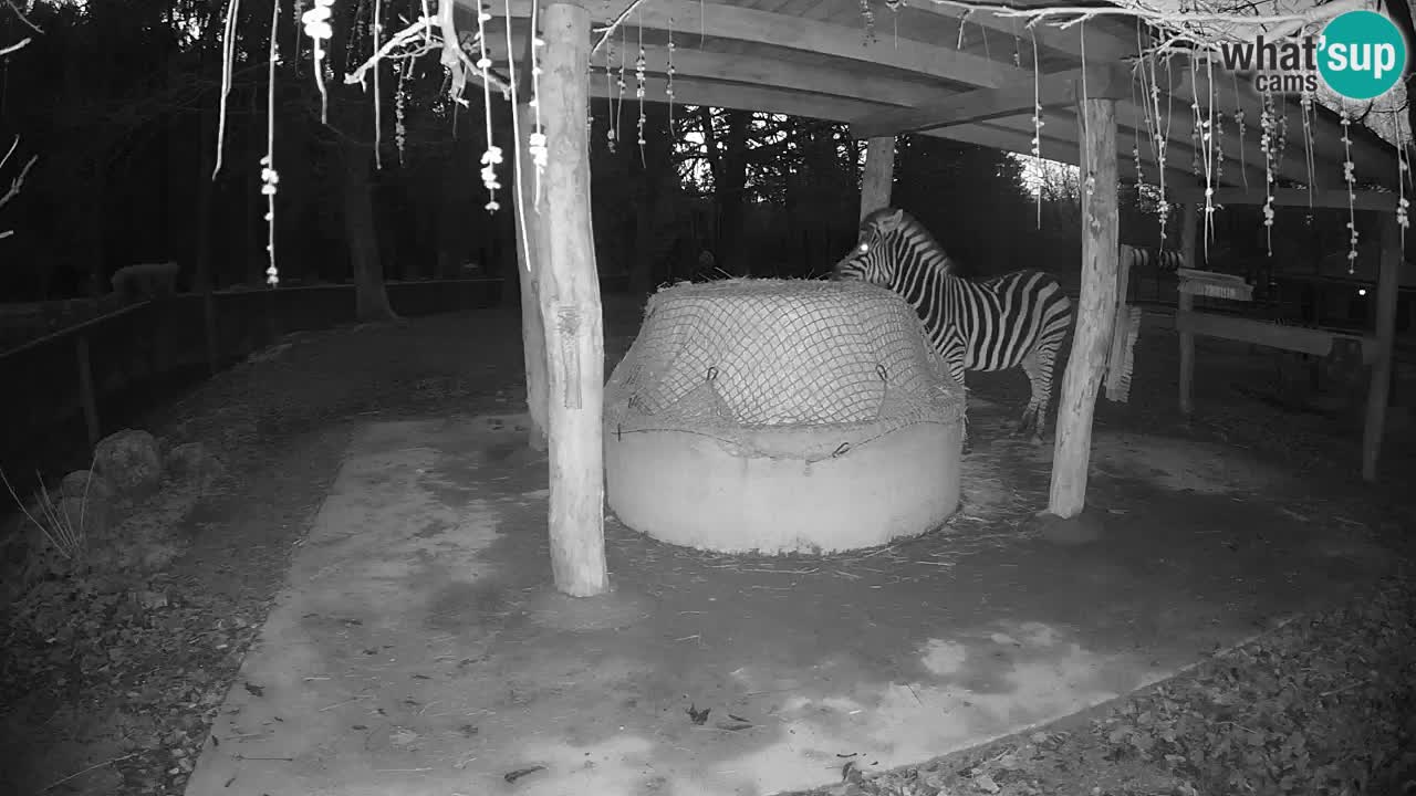 Live webcam Zebras in Ljubljana ZOO – Slovenia