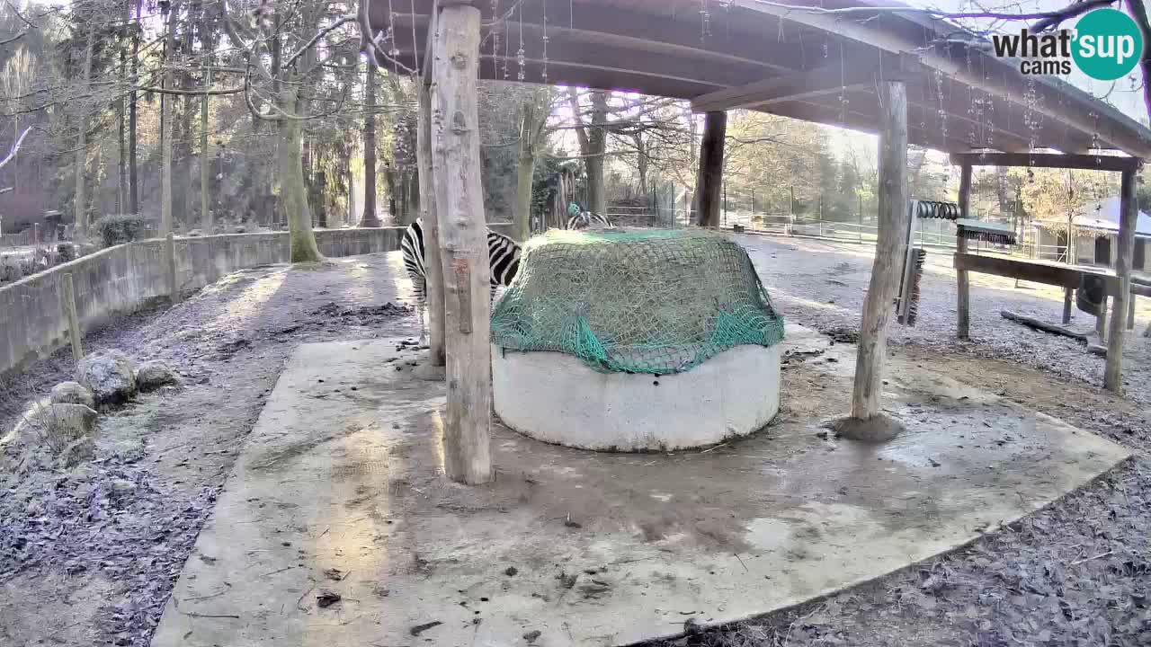 Live Webcam Zebras in Ljubljana ZOO – Slowenien