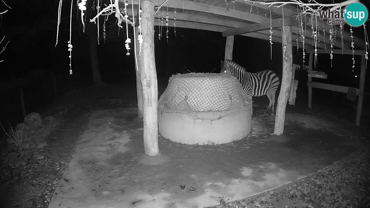 Zebre v živo v živalskem vrtu Ljubljana ZOO spletne kamere