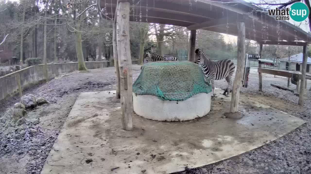 Live Webcam Zebras in Ljubljana ZOO – Slowenien