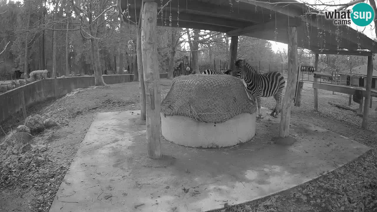 Zebre v živo v živalskem vrtu Ljubljana ZOO spletne kamere