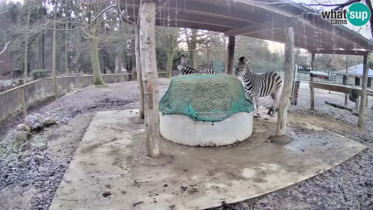 Zebre v živo v živalskem vrtu Ljubljana ZOO spletne kamere