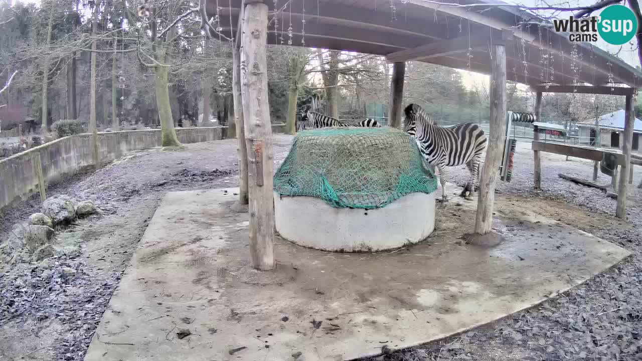 Live webcam Les zèbres in Ljubljana ZOO – Slovénie