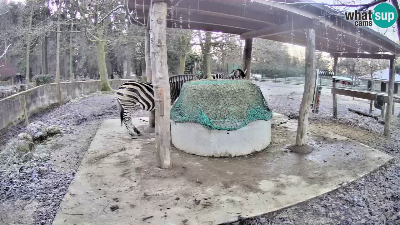 Le Zebre nello ZOO di Ljubljana – Slovenia Live webcam