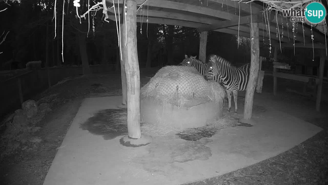 Web kamera uživo Zebras u ZOO Ljubljana – Slovenija