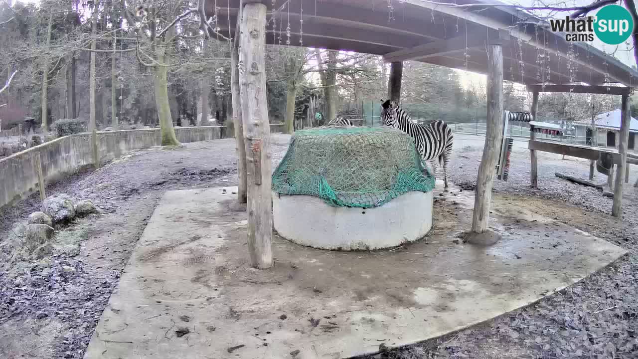 Zebre v živo v živalskem vrtu Ljubljana ZOO spletne kamere