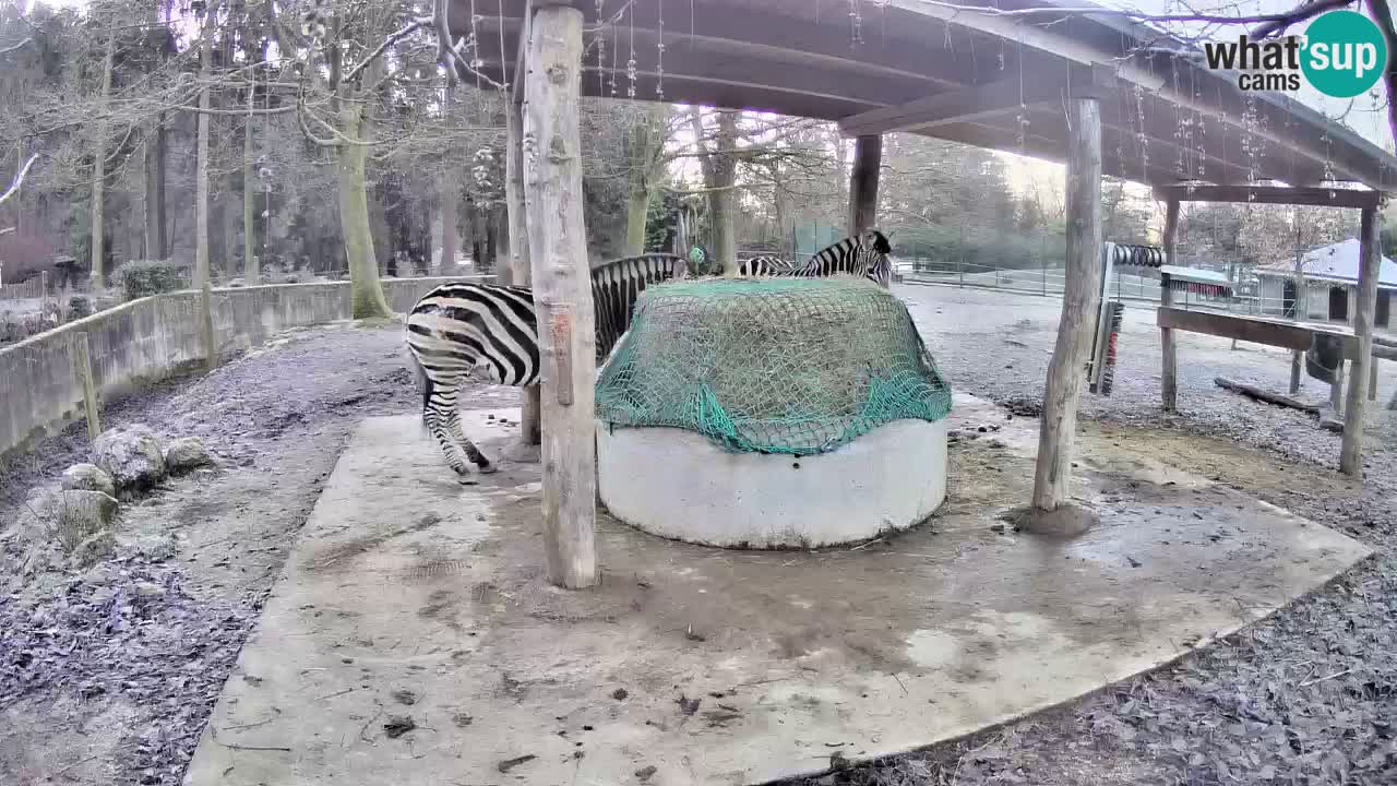 Zebre v živo v živalskem vrtu Ljubljana ZOO spletne kamere