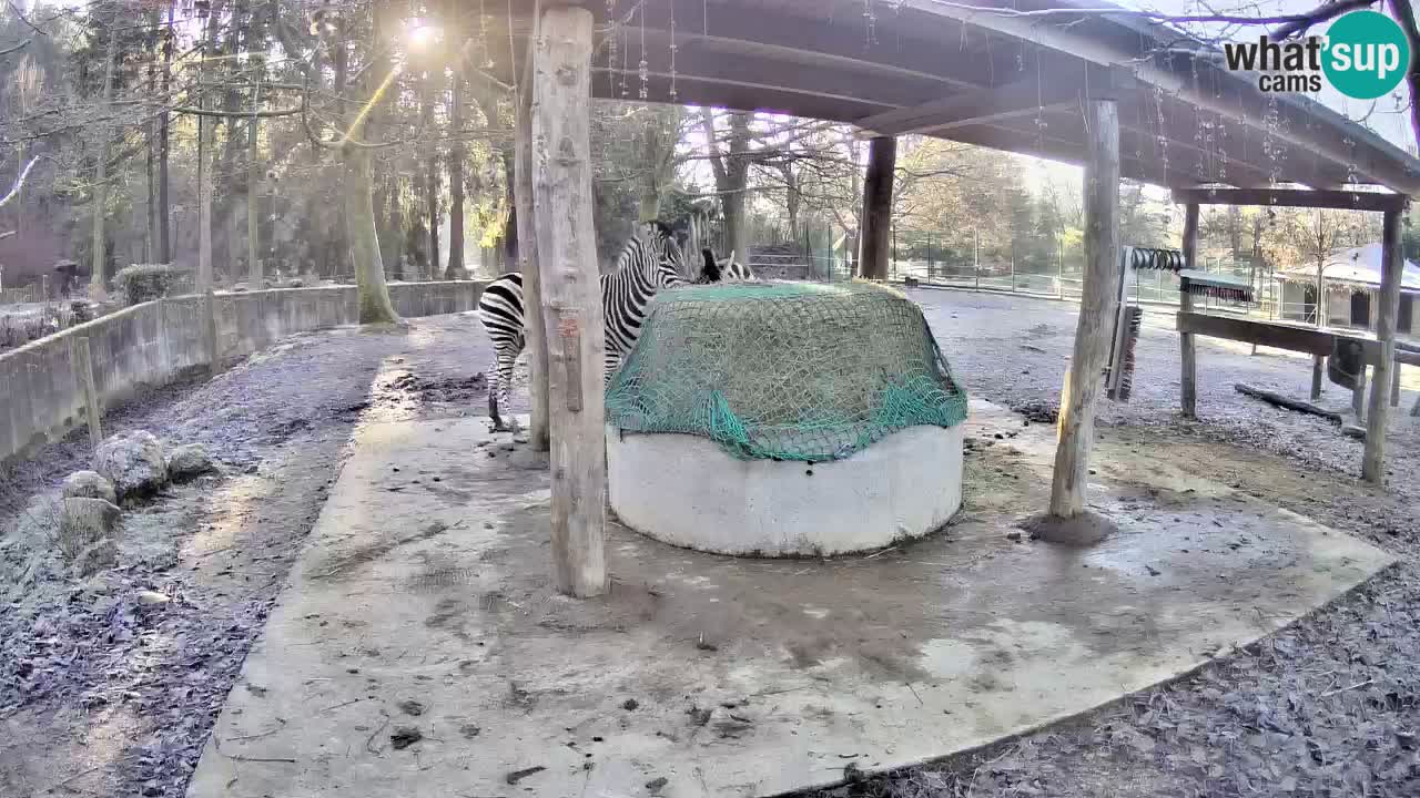 Le Zebre nello ZOO di Ljubljana – Slovenia Live webcam