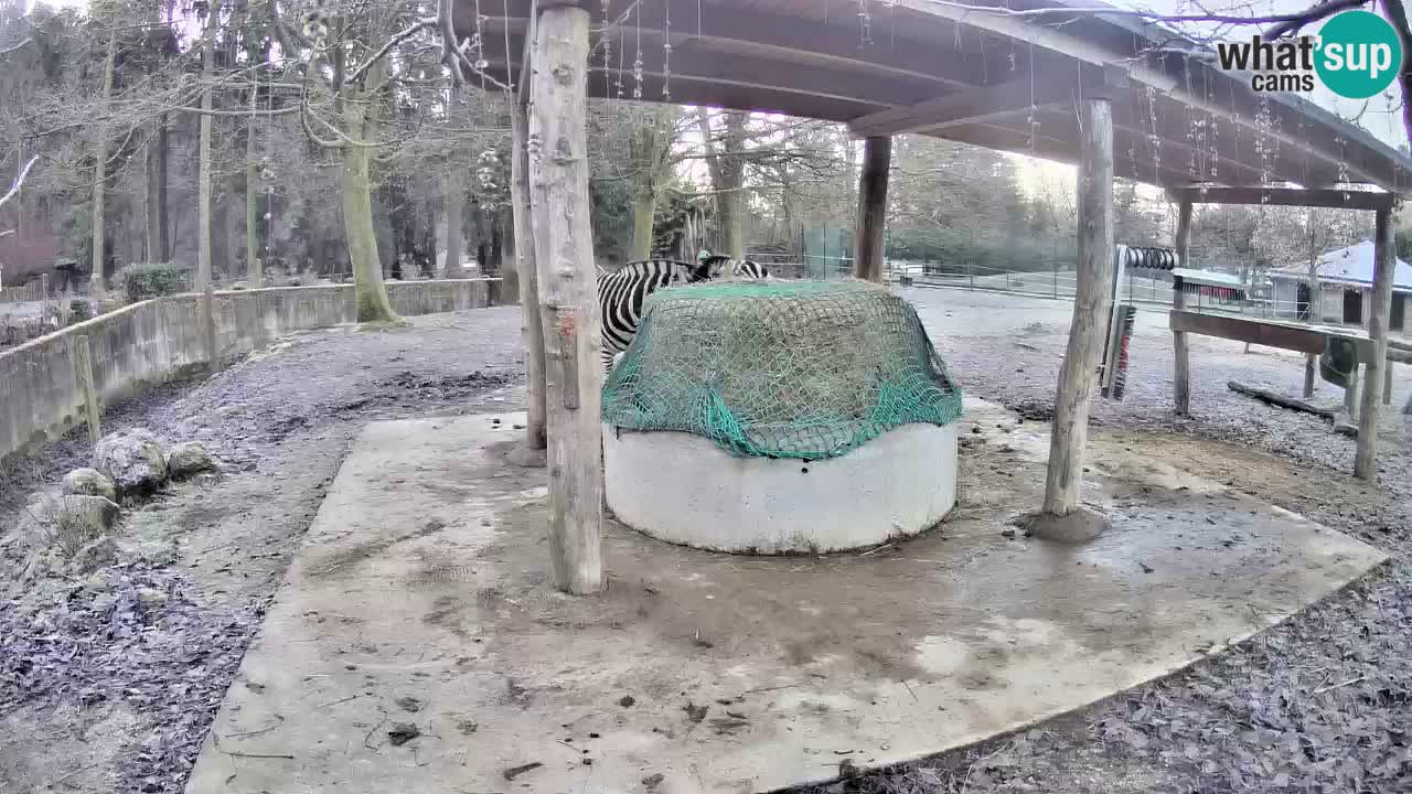 Zebre v živo v živalskem vrtu Ljubljana ZOO spletne kamere