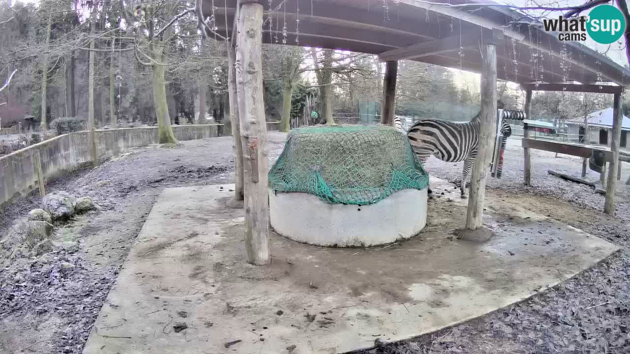 Zebre v živo v živalskem vrtu Ljubljana ZOO spletne kamere