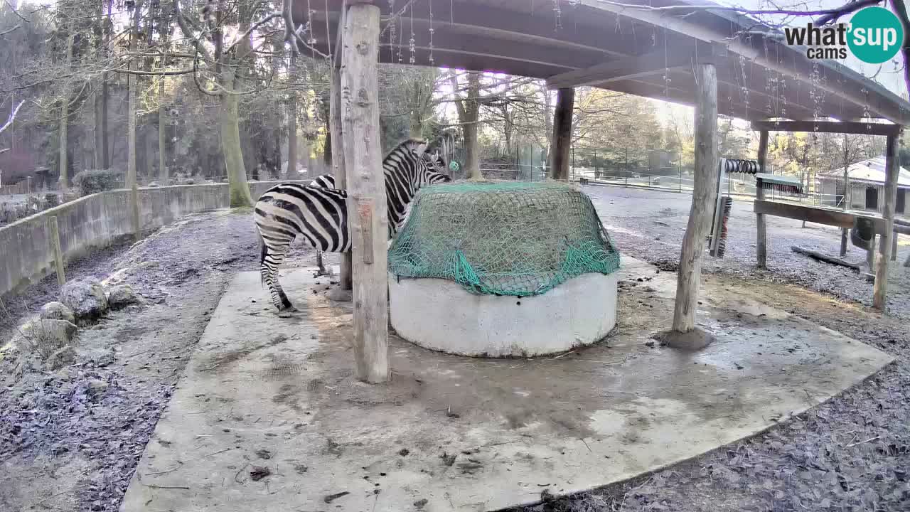 Live webcam Les zèbres in Ljubljana ZOO – Slovénie