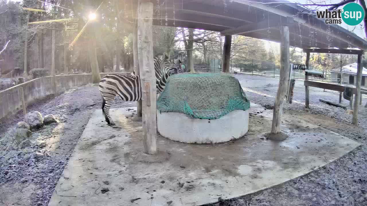 Zebre v živo v živalskem vrtu Ljubljana ZOO spletne kamere