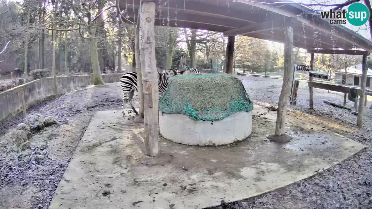 Live webcam Les zèbres in Ljubljana ZOO – Slovénie