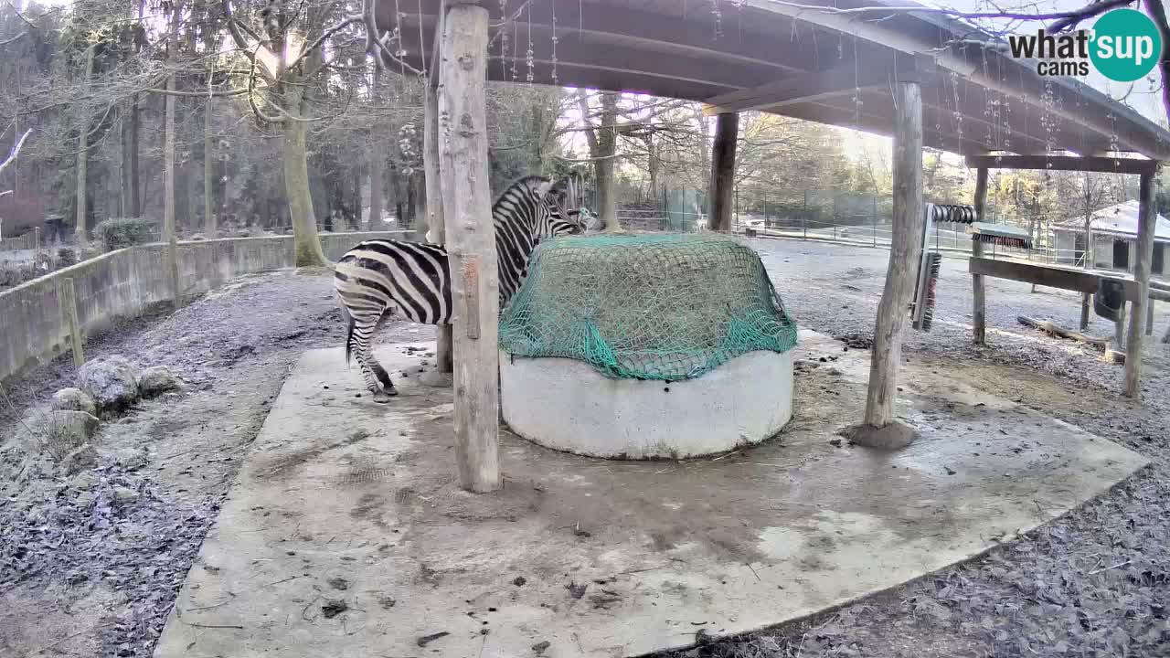 Live webcam Zebras in Ljubljana ZOO – Slovenia