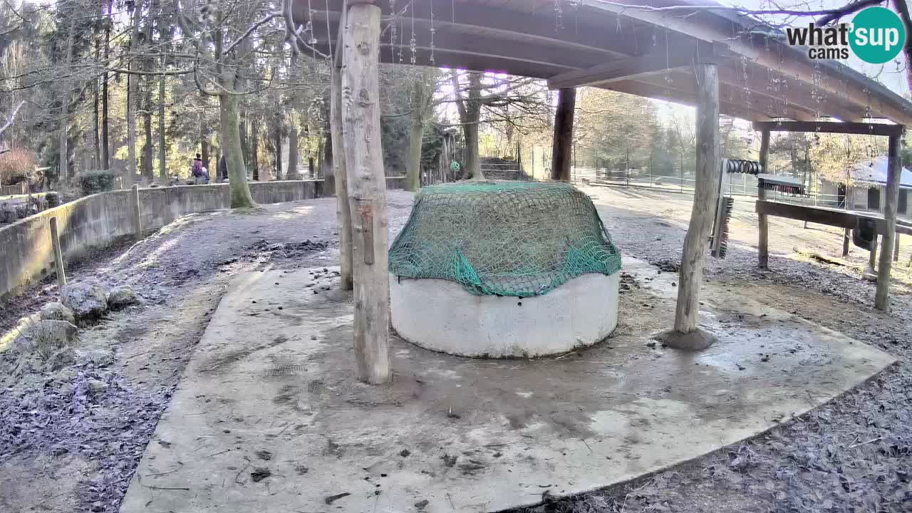 Live Webcam Zebras in Ljubljana ZOO – Slowenien