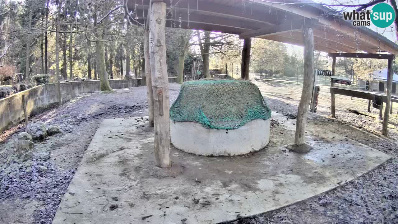 Live Webcam Zebras in Ljubljana ZOO – Slowenien