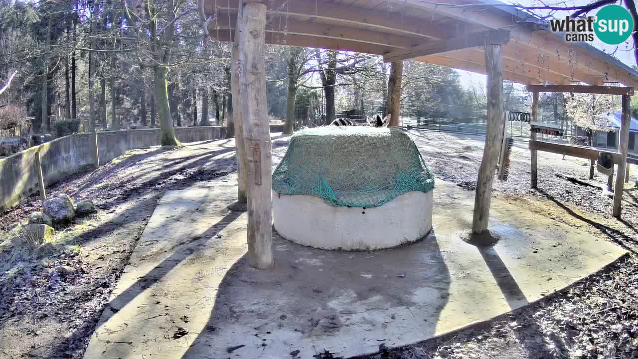 Live webcam Zebras in Ljubljana ZOO – Slovenia