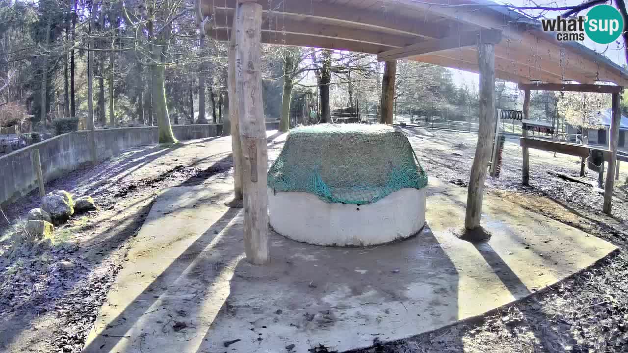 Live webcam Les zèbres in Ljubljana ZOO – Slovénie