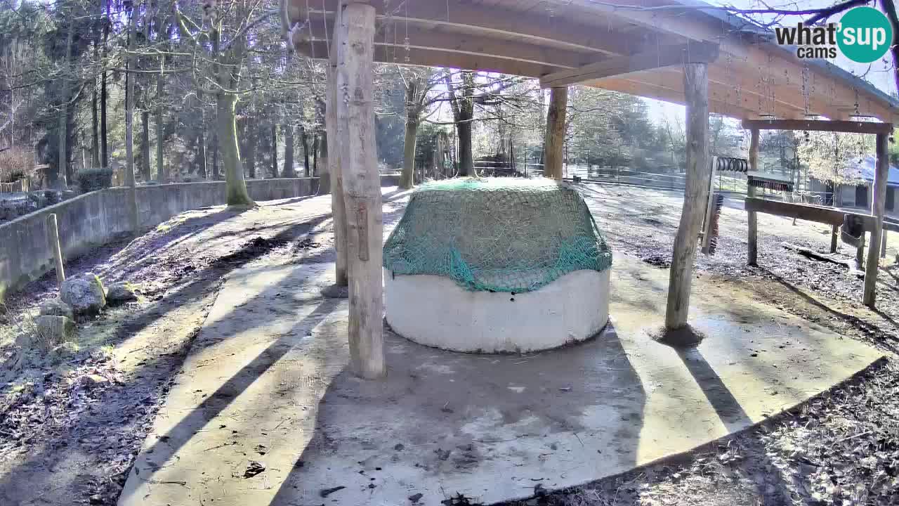 Live Webcam Zebras in Ljubljana ZOO – Slowenien