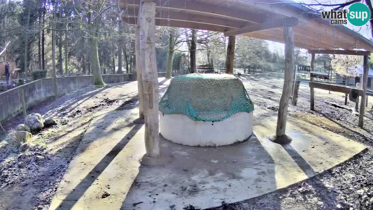 Live Webcam Zebras in Ljubljana ZOO – Slowenien