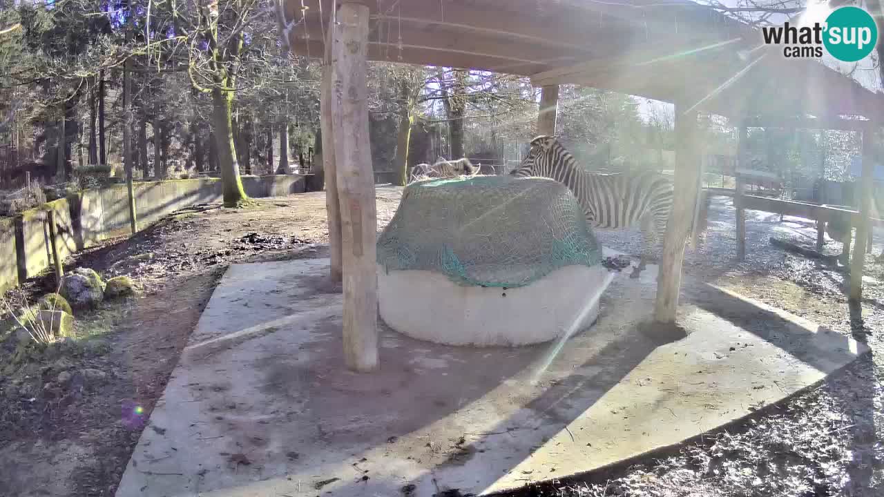 Zebre v živo v živalskem vrtu Ljubljana ZOO spletne kamere